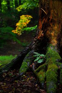 Trees growing in forest