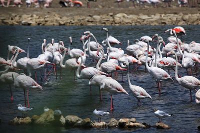 Flock of birds in lake