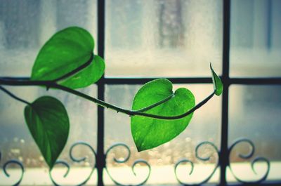 Close-up of plant