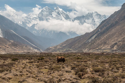 Side view of mammal standing against mountains during winter