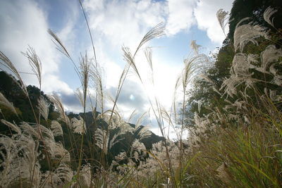 Close-up of plants on land against sky