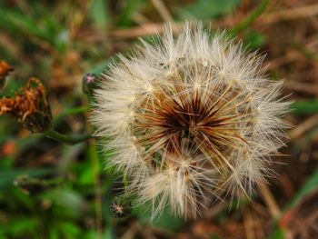 Close-up of dandelion on field
