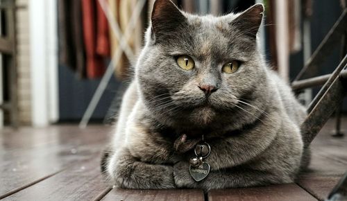 Close-up of cat relaxing on hardwood floor at home