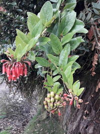 High angle view of fruits growing on plant at field