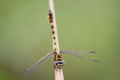 Close-up of dragonfly on leaf