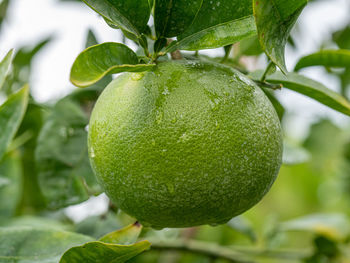 Close-up of fruit growing on tree