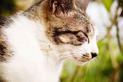 Close-up of a cat looking away