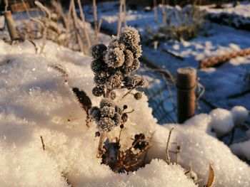 Close-up of frozen water on land