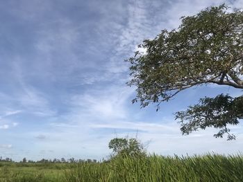 Trees on field against sky