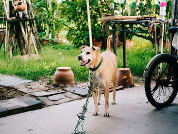 Dog standing in park