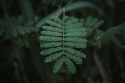 Close-up of leaves in forest