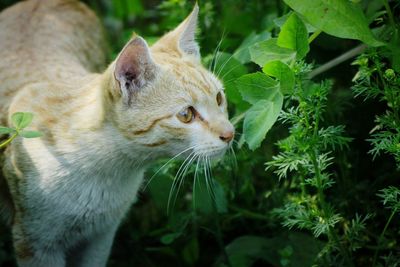Close-up of a cat looking away, strolling among plants