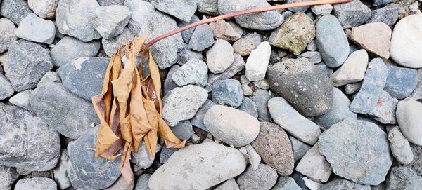 Cassava leaves wilt on the gravel