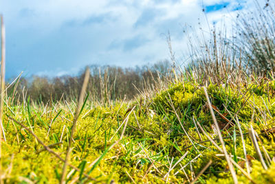 Surface level of grass on field against sky