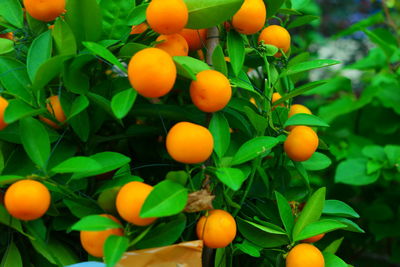 Close-up of oranges growing on tree