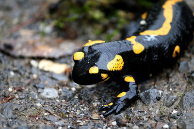 fire salamander