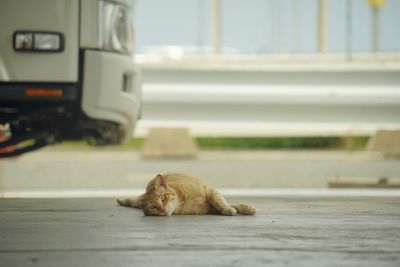Close-up of cat lying on street