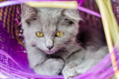 Close-up portrait of a cat