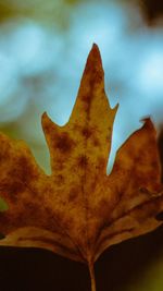 Close-up of yellow maple leaf against blurred background