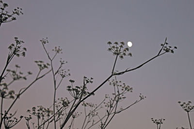 Low angle view of flowering plants against clear sky