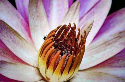 Close-up of pink flower