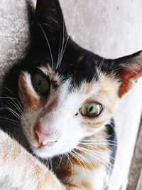 Close-up portrait of cat