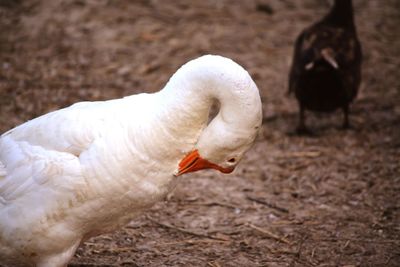 Close-up of a bird