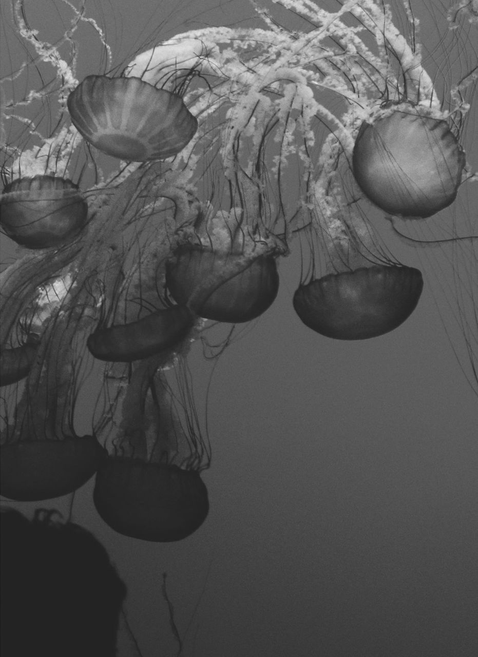 CLOSE-UP OF JELLYFISH SWIMMING