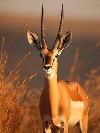 Close-up of deer