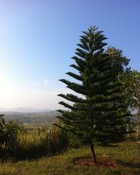 Trees on field against clear sky