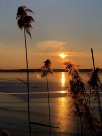 Silhouette palm trees on beach against sky during sunset