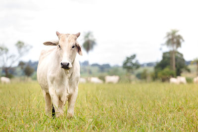 Portrait of cow standing on field