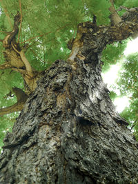 Low angle view of tree trunk