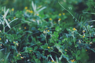 Close-up of insect on plant