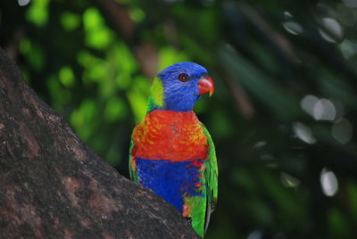 Close-up of rainbow lorikeet perching on tree