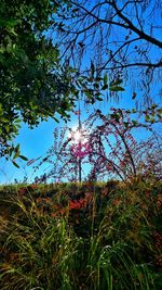 Low angle view of trees against blue sky