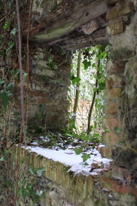 Close-up of plants growing in forest