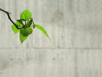 Close-up of plant