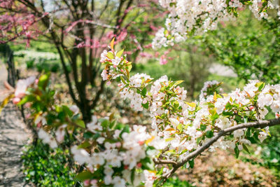 Close-up of cherry blossoms in spring