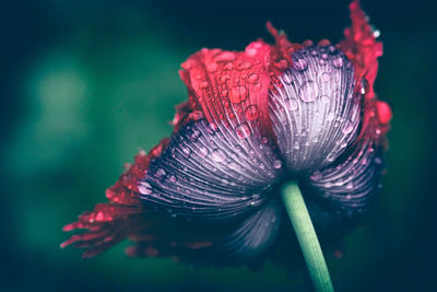 Close-up of honey bee on flower