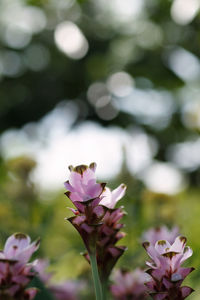 Close-up of pink flowering plant