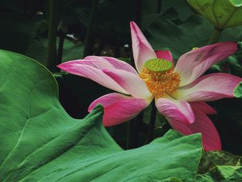 Close-up of pink flower