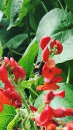 Close-up of bee on red flowers