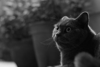 Close-up of cat sitting outdoors