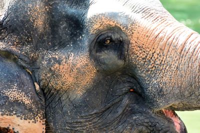 Close-up of elephant