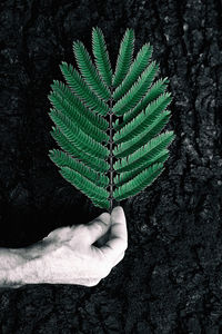 Close-up of hand holding fern leaves