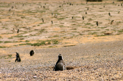 View of birds on land