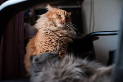Close-up of a cat resting