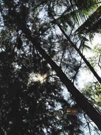 Low angle view of tree against sky