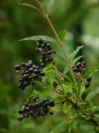 Close-up of berries on tree